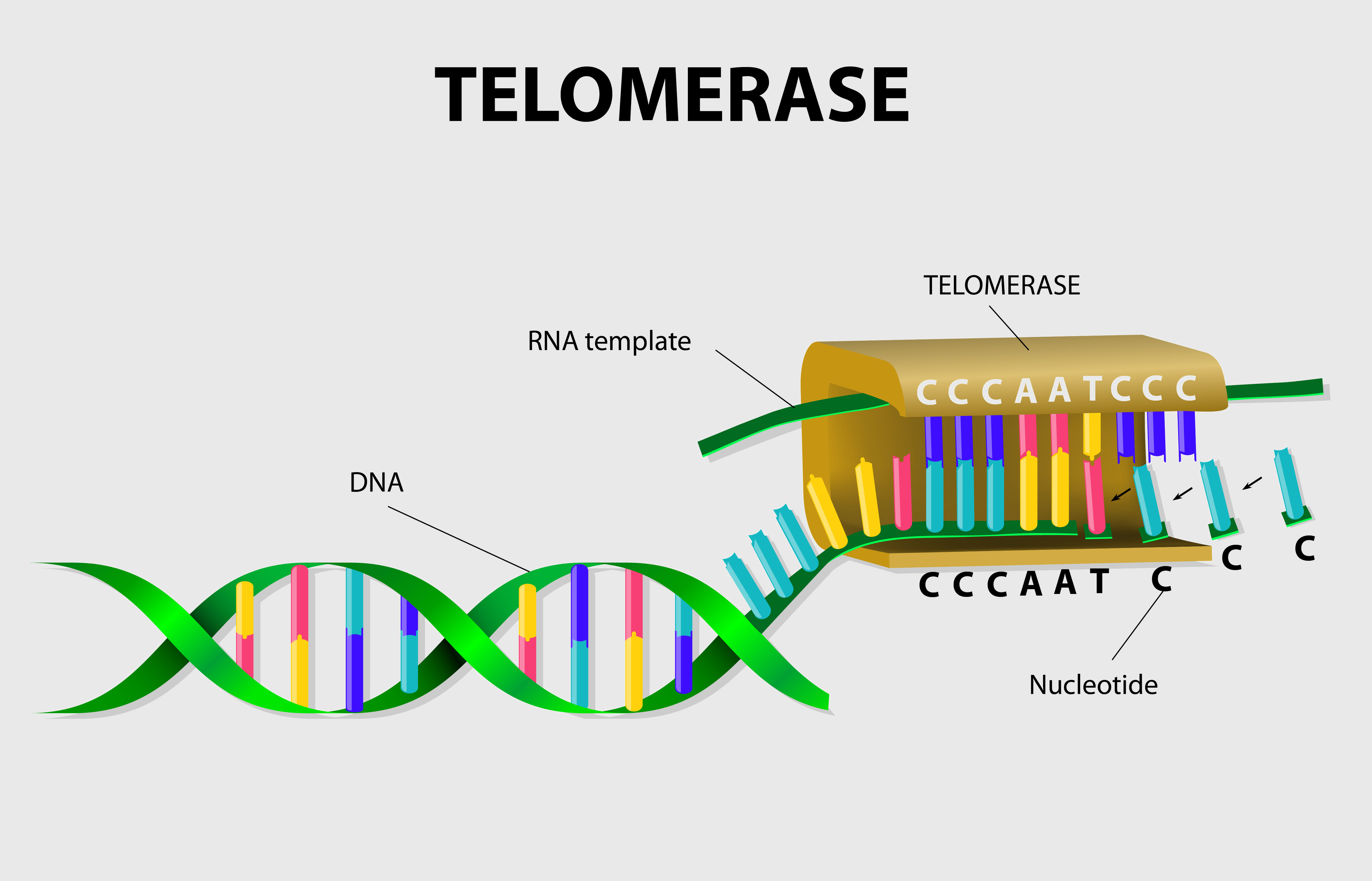 Grafik über Telomerase