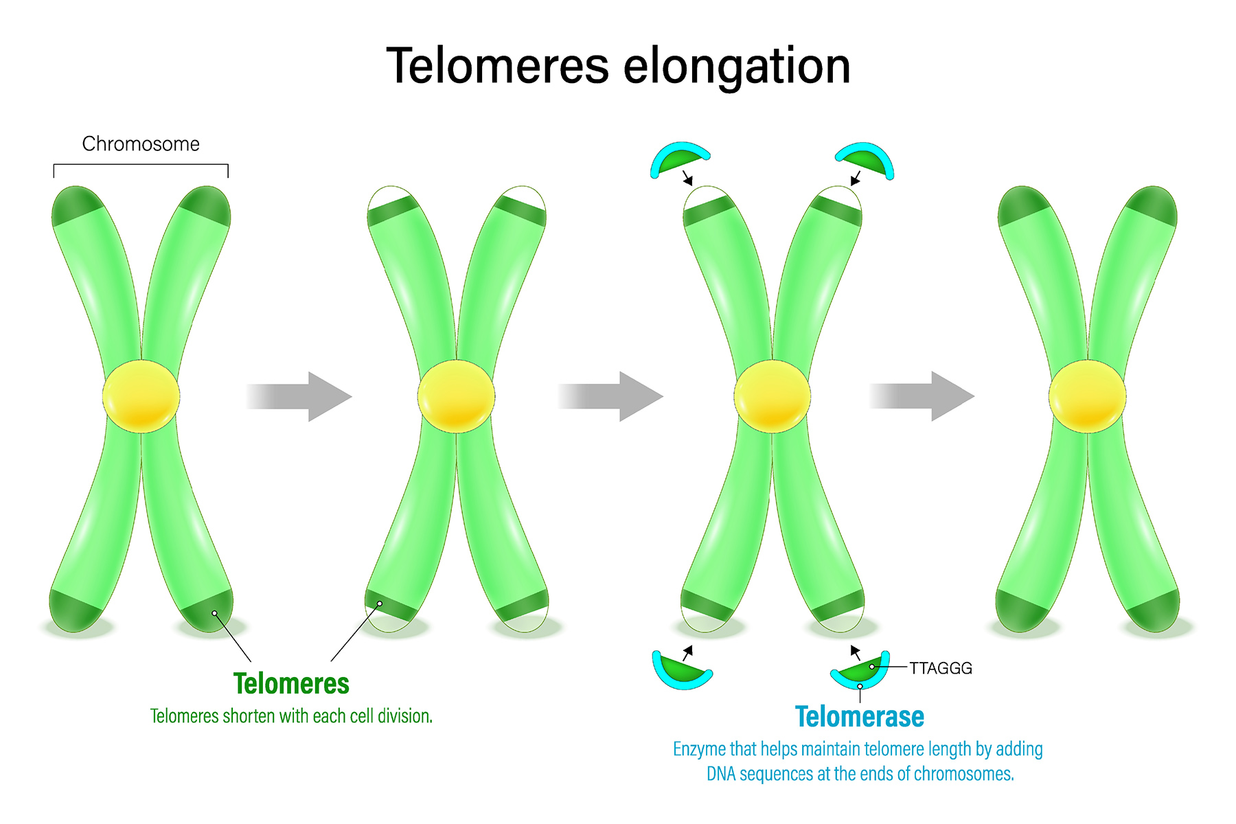 Grafik über Telomere/Telomerase